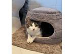 Adopt Garbo a Domestic Short Hair