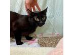 Adopt Mama fka 1 a Domestic Short Hair