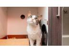 Adopt Dior a Domestic Short Hair