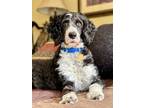 Adopt Sushi a Bernese Mountain Dog, Standard Poodle