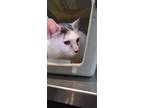 Adopt Cocotte a Domestic Short Hair