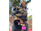 Adopt Tuesday a Tortoiseshell, Domestic Short Hair