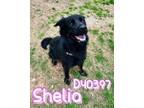 Adopt Shelia a Border Collie, Mixed Breed