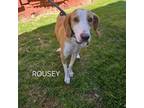 Adopt Rousey a Foxhound
