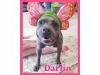 Adopt Darlin a Terrier