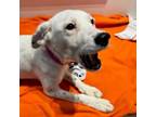 Adopt Dollie a Mixed Breed
