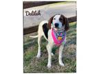 Adopt Delilah a Treeing Walker Coonhound
