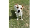 Adopt Rosie Rover a Mixed Breed