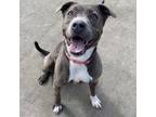 Adopt KiKi a Pit Bull Terrier, Mixed Breed