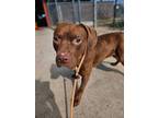 Adopt Allie a Pit Bull Terrier, Mixed Breed