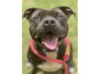 Adopt Nina a Pit Bull Terrier, Mixed Breed