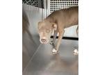 Adopt Arabella a Pit Bull Terrier, Mixed Breed