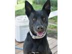 Adopt Chacha a Australian Kelpie, Shepherd