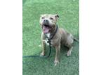 Adopt Katana a Pit Bull Terrier, Mixed Breed