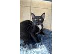 Adopt Sukie a Domestic Short Hair