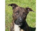 Adopt Lucy a Pit Bull Terrier