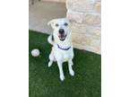 Adopt Kai a Husky, Labrador Retriever