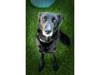 Adopt Elvira a Border Collie, Black Labrador Retriever