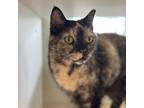 Adopt Dory a Domestic Short Hair