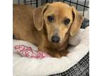 Adopt Jovi a Dachshund, Mixed Breed