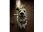 Adopt Suga' a Great Pyrenees, Labrador Retriever