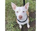 Adopt Pretty Girl D44181 a Pit Bull Terrier, Husky