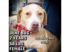 Adopt June Bug D44843 a Pit Bull Terrier, Beagle