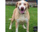 Adopt June Bug D44843 a Pit Bull Terrier, Beagle