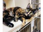 Adopt Tortellini a Tortoiseshell, Domestic Short Hair