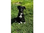 Adopt Dottie - In Foster a Labrador Retriever, Border Collie