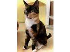 Adopt Hope a Calico