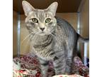 Adopt Spaghetti a Domestic Short Hair