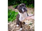 Adopt Bailey a Pit Bull Terrier, Mixed Breed