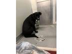 Adopt Mazie a Black Labrador Retriever, Great Dane