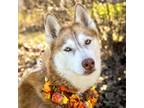 Adopt Coco a Siberian Husky, Mixed Breed