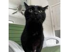 Adopt Blackie a Domestic Short Hair