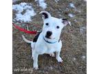 Adopt Livvy a Pit Bull Terrier, Dalmatian