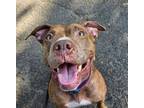 Adopt ATHENA a Pit Bull Terrier
