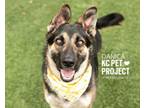 Adopt Danica a German Shepherd Dog, Mixed Breed