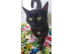 Adopt Harper a Domestic Short Hair