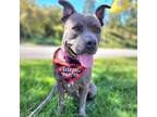 Adopt Cassie (C000-088) - Chino Hills Location a Pit Bull Terrier
