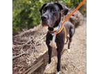 Adopt Ruca - Chino Hills Location a Great Dane