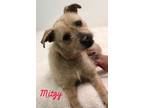 Adopt Mitzy a Wirehaired Terrier