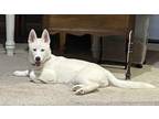 Adopt Oakley a Husky