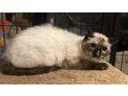 Adopt Nutmeg a Siamese