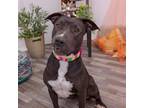 Adopt Blossom a Pit Bull Terrier