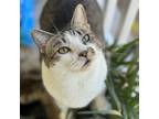 Adopt Millie a Tabby