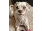 Adopt Cookie a Poodle