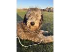 Adopt Wildfire a Old English Sheepdog, Poodle