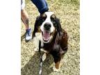 Adopt Reece a Bernese Mountain Dog